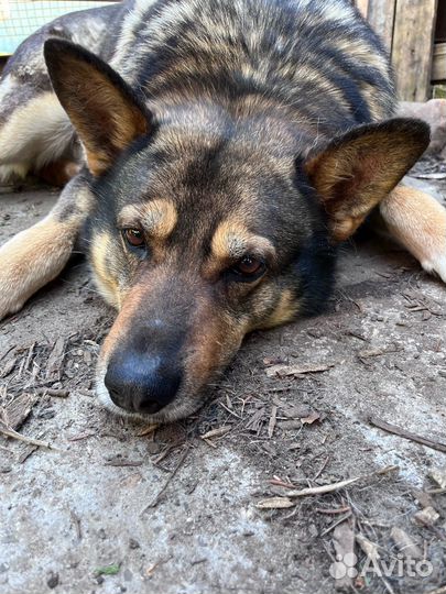 Ищу новый дом, собака осиротела