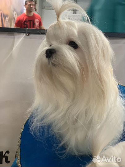 Щенки Мальтезе