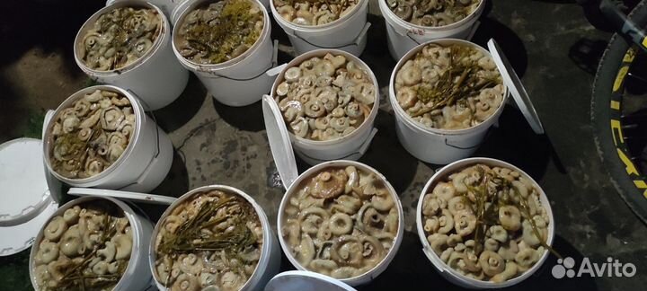 Груздь настоящий