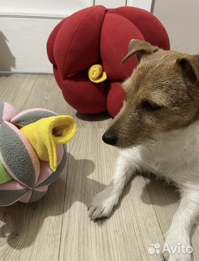 Умные поисковые игрушки для собак