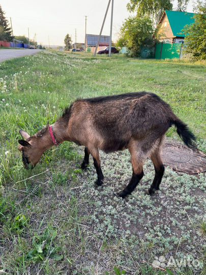 Чешско-альпийские козы и козочки