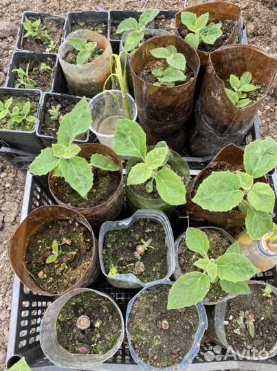 Павловния войлочная