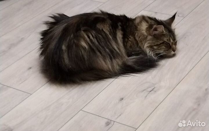 Мейн-кун девочка