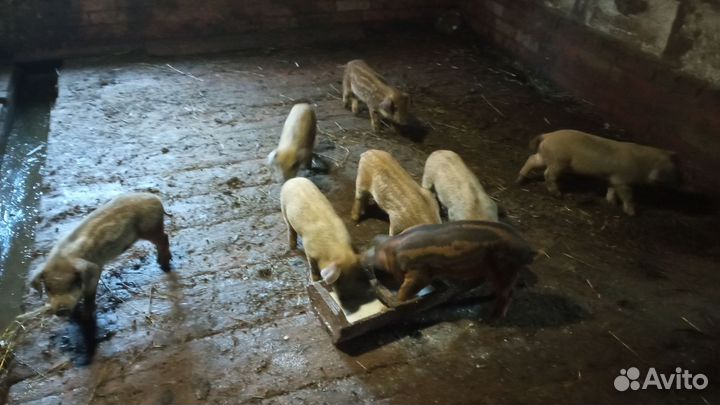 Ландрас-дюрок(помесь)