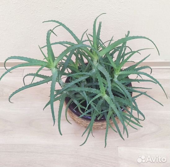 Монстера в большом керамическом горшке