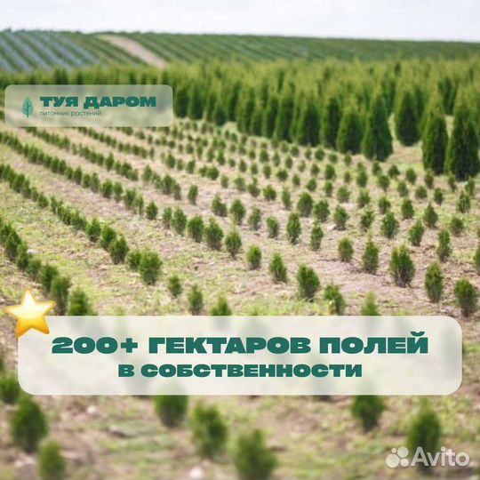 Туя напрямую с полей