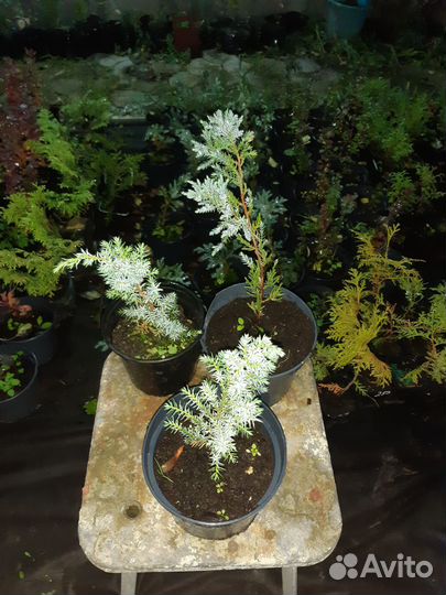 Можжевельник чешуйчатый, 