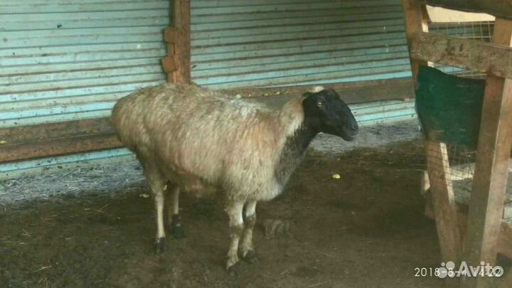 Баран курдючные