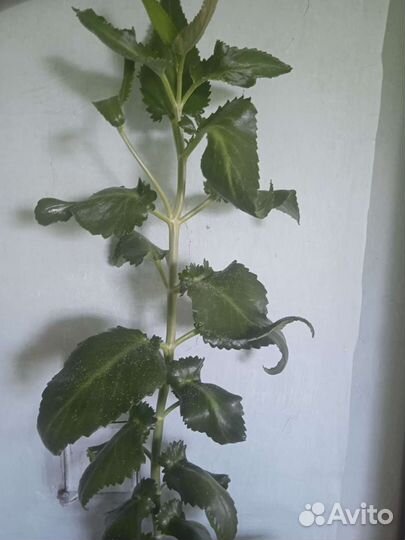 Каланхоэ лечебное