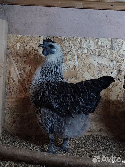 Инкубационное яйцо лакеданзи, цыплята