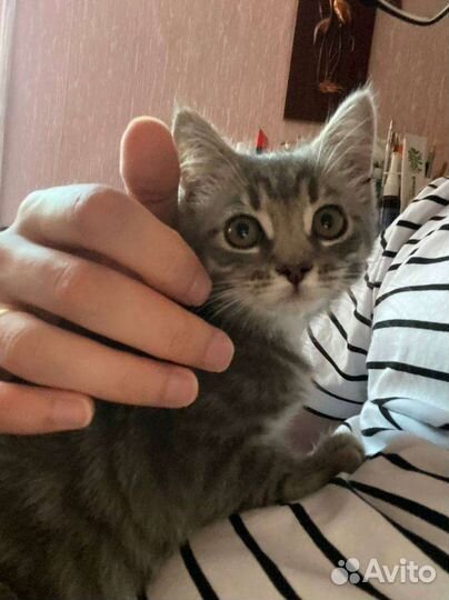 Котенок в добрые руки