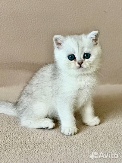Британские котята