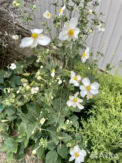 Анемон белый