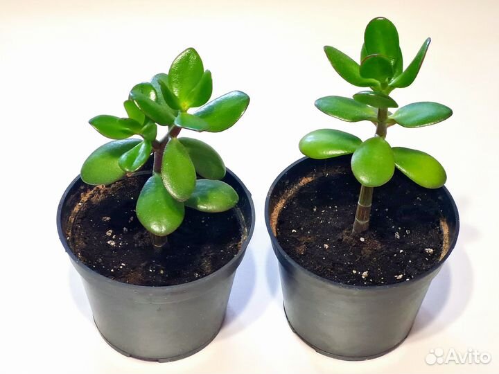 Крассула толстянка денежное дерево в горшке