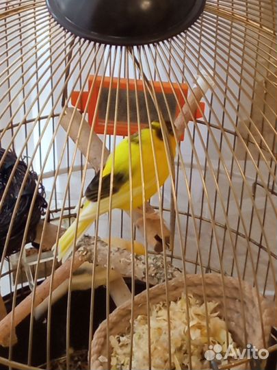 Канарейка кенар певчий