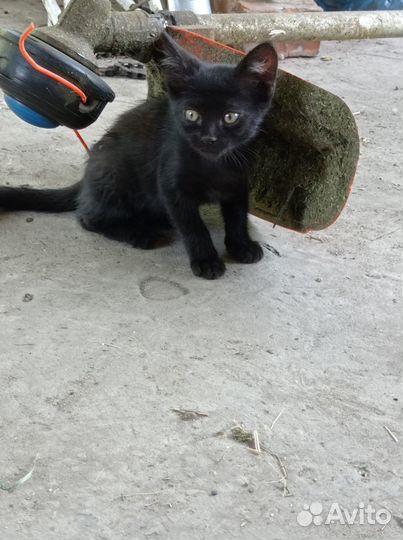 Отдам котят в добрые руки