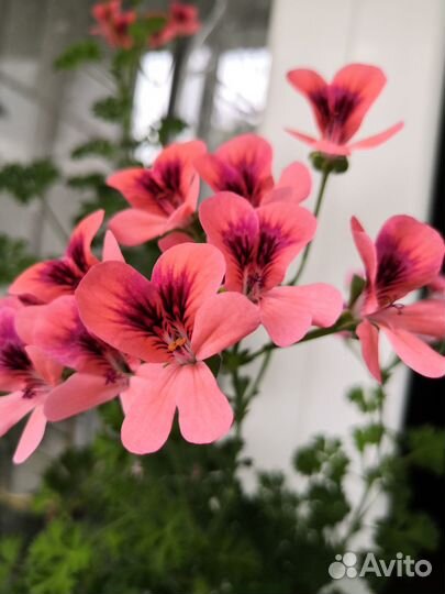 Герань пеларгония