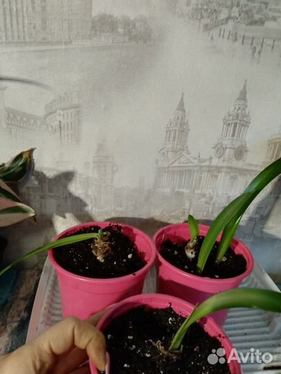 Спатифиллум, гиппеаструм