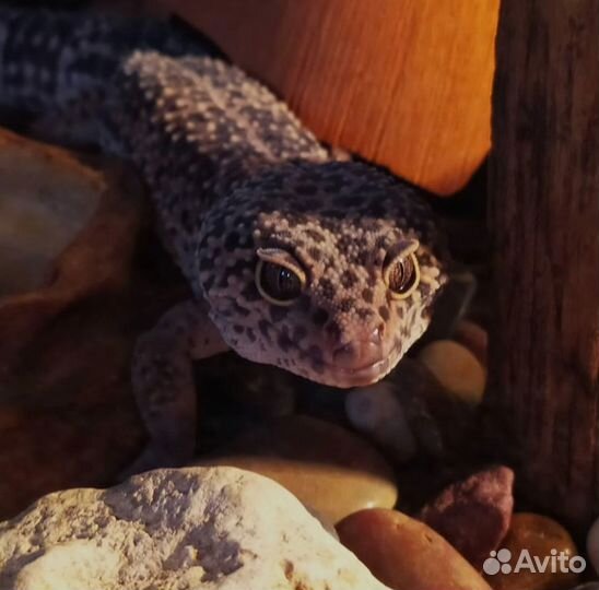 Эублефар самец вязка