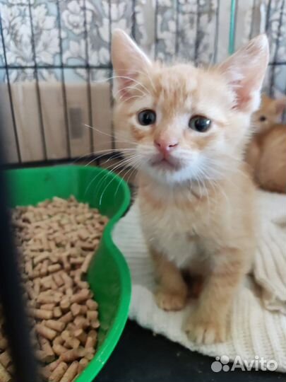 Рыжие котята 6 недель
