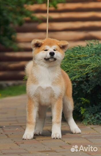 Очень красивая девочка Акита-ину