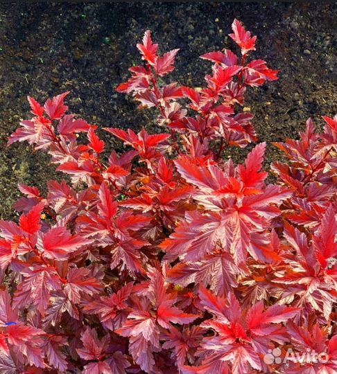 Пузыреплодник калинолистный 