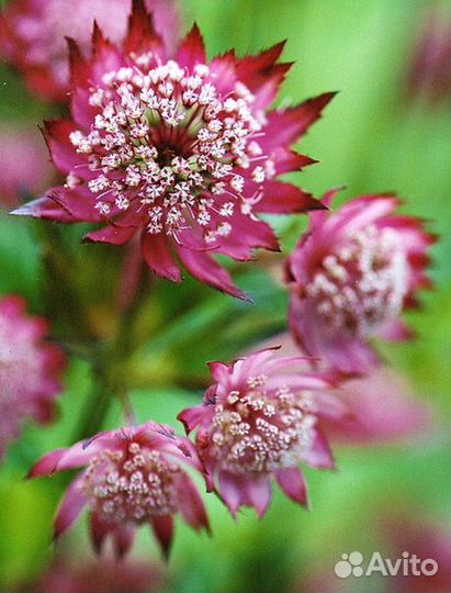 Астранция большая Ruby Cloud Саженцы, Рассада