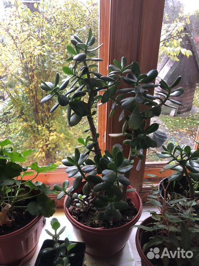 Денежное дерево