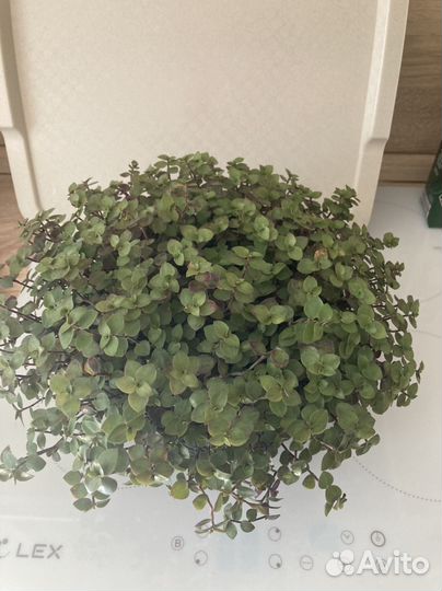 Каллизия ползучая