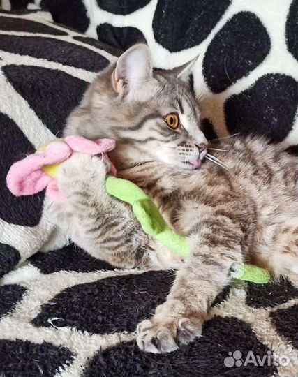 Кошечка спинальница в добрые руки