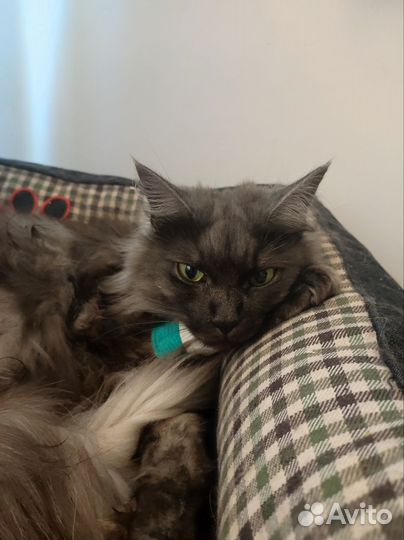 Кошка Буня в добрые руки