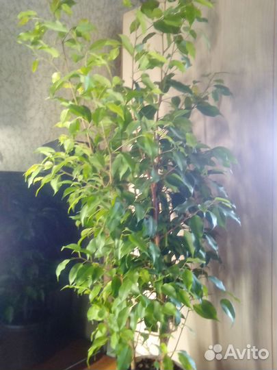 Фикус Бенджамина большой