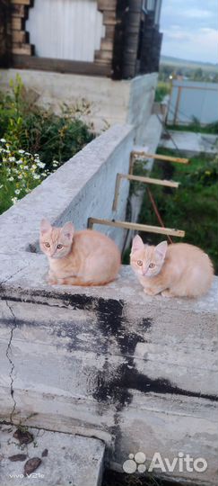 Котята