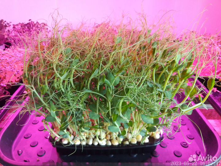 Микрозелень горох