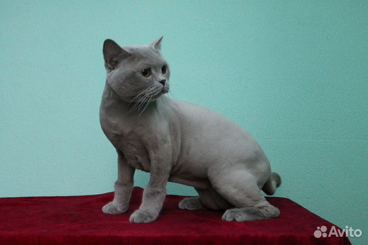 Стрижка котов,собак