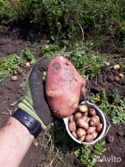 Семенной картофель