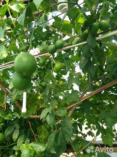 Лимонное дерево