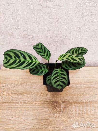 Ктенанта Бурле Маркси