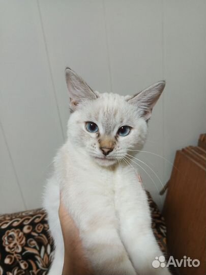 Котенок