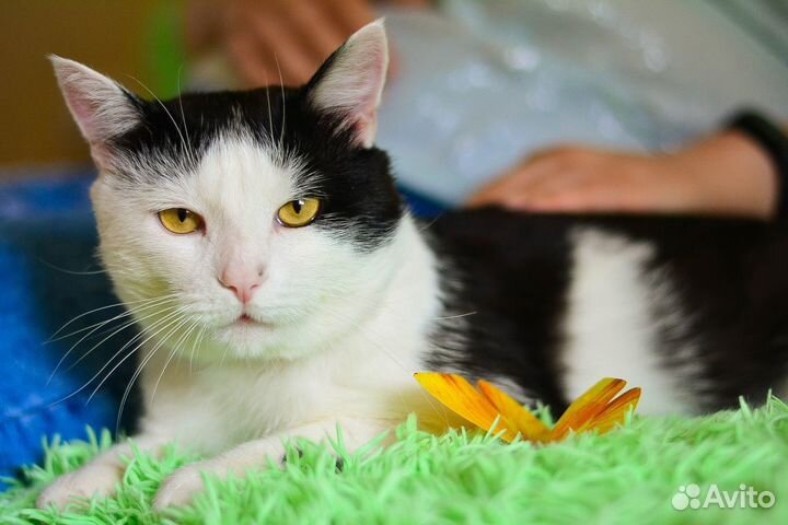 Котик в добрые ручки
