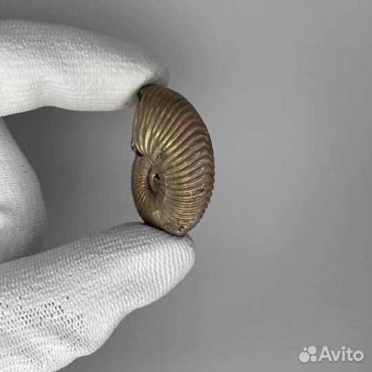 Аммонит Vertumniceras 0305