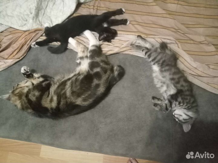 Кошки в добрые руки бесплатно