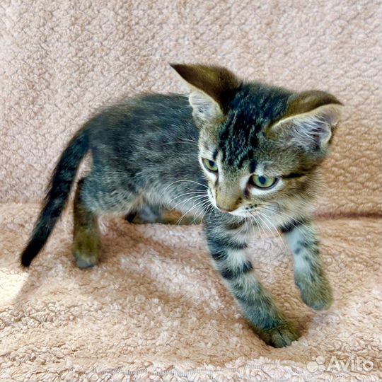 Котёнок Кексик в добрые руки