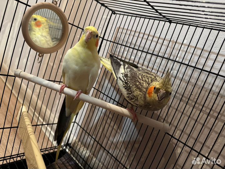 Попугаи Корелла