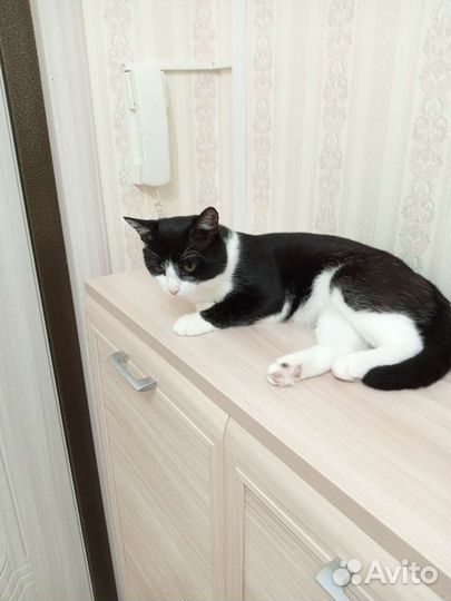 Кошка