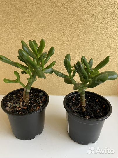 Крассула (толстянка) разные виды