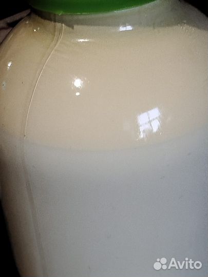 Коровы дойные молочные