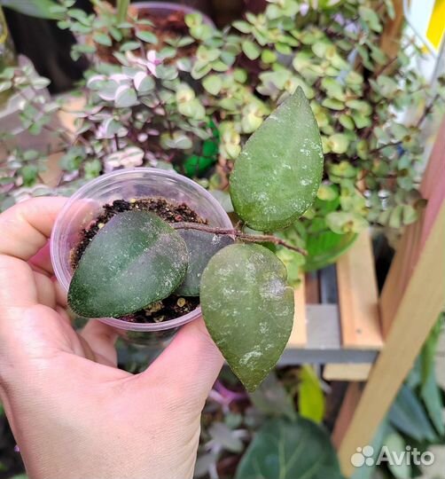 Hoya caudata v. Sumatra