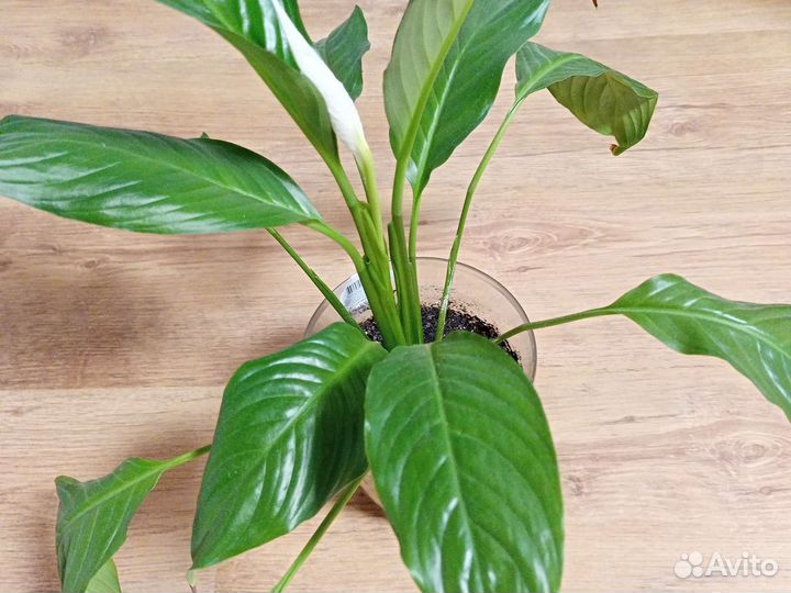 Спатифиллум