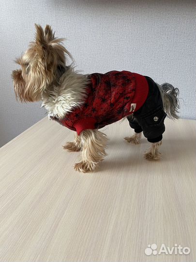 Одежда для собак мелких пород